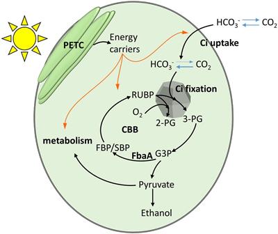 Membrane-Inlet Mass Spectrometry Enables a Quantitative Understanding of Inorganic Carbon Uptake Flux and Carbon Concentrating Mechanisms in Metabolically Engineered Cyanobacteria